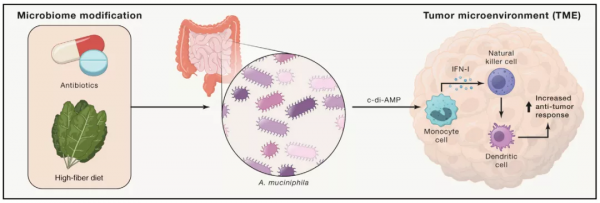 多吃高纖維食物抗癌？新研究發現腸道細菌可決定抗癌是否成功