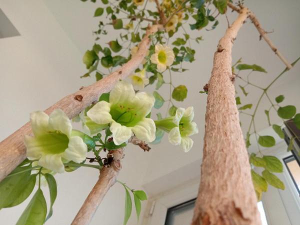 “家裡有棵樹，代代都富有”！室內養樹，建議從這9種裡面選