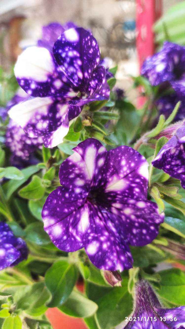 1種矮牽牛顏值高得少見，花朵猶如夢幻星空，神秘又浪漫