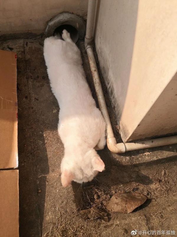 復旦師生餵了8年的流浪貓,在領養前夜被虐殺了 復旦師生餵了8年的流浪貓,在領養前夜被虐殺了