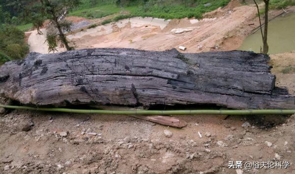 太值錢了!四川一工地發現40米長的烏木,如果不上交會怎樣? 太值錢了!四川一工地發現40米長的烏木,如果不上交會怎樣?