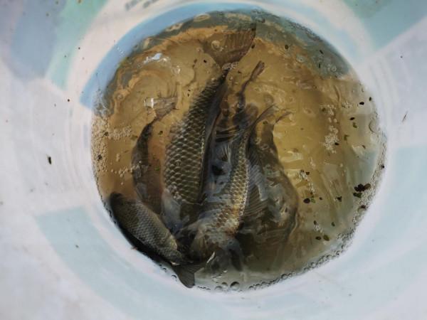 釣魚走水一定要釣鈍?未必,釣行程可能有驚喜 釣魚走水一定要釣鈍?未必,釣行程可能有驚喜