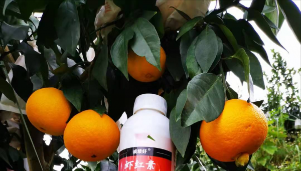 8元/斤!愛媛/紅美人著色很好,收購商天天來我果園參觀詢價 8元/斤!愛媛/紅美人著色很好,收購商天天來我果園參觀詢價