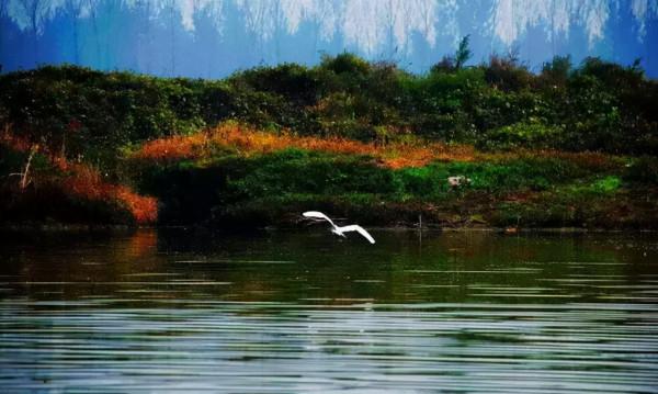 北京秋遊好去處!風景秀麗蘆葦飄蕩,門票免費適合自駕 北京秋遊好去處!風景秀麗蘆葦飄蕩,門票免費適合自駕