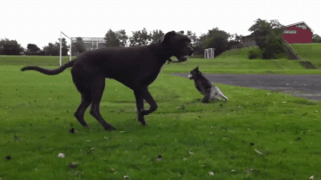 養這幾種狗等於“白養”,不能保護主人,有危險就跑了 養這幾種狗等於“白養”,不能保護主人,有危險就跑了