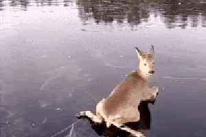 傻狍子摔劈叉！狍子傻到這份上都沒滅絕，為什麼遇到人類就慫了？