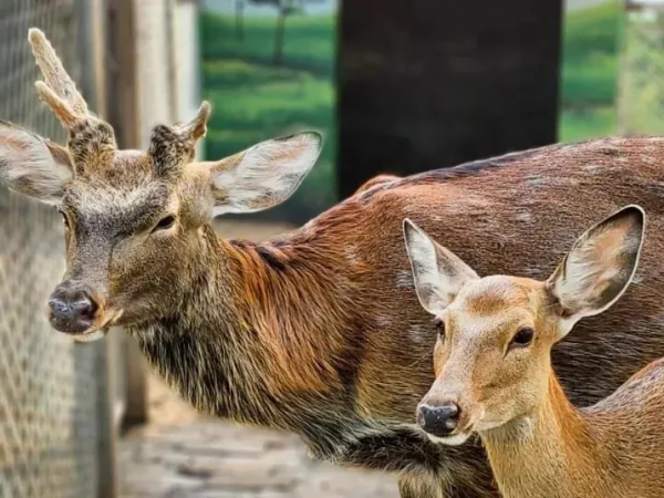 憨態可掬惹人愛！這樣的小可愛，誰能忍心拒絕呢？