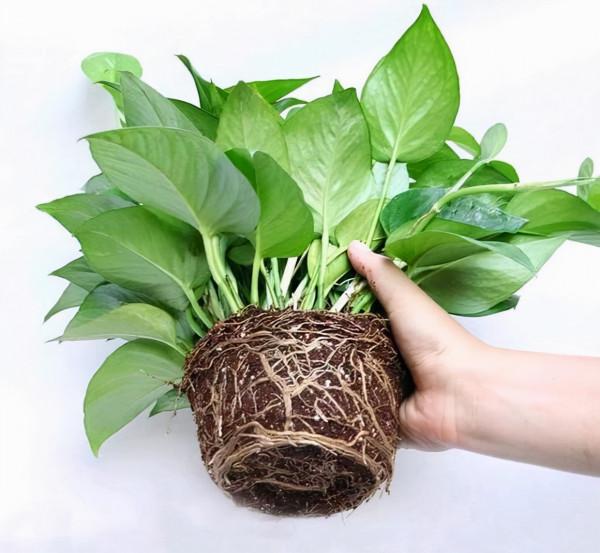 容易因多澆水而死的“18種花”，養不活都是由於手太勤