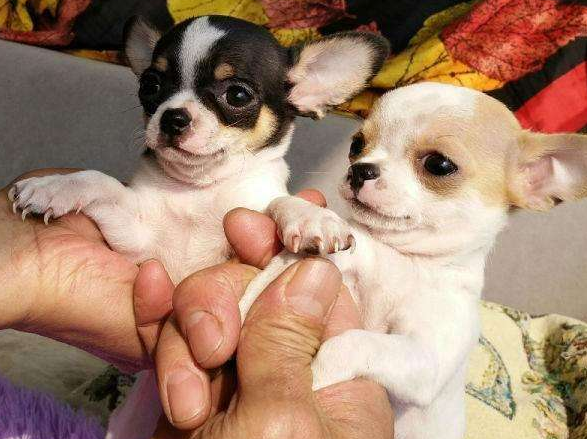 這五種狗狗，生存能力特別差，一旦沒人要只能等死