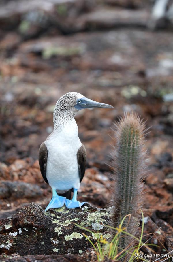 我拍的10種動物,你能認出一半就很厲害了 我拍的10種動物,你能認出一半就很厲害了