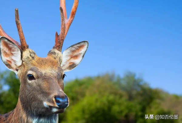 養殖20頭“梅花鹿”，大概一年掙多少錢？養殖戶：算一算就有底了
