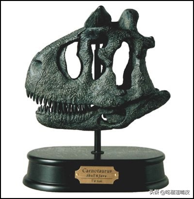 牛龍 （屬名：Carnotaurus）