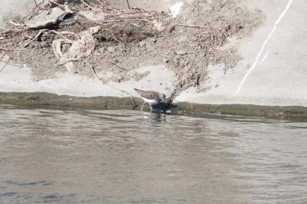 春節清河觀鳥記錄