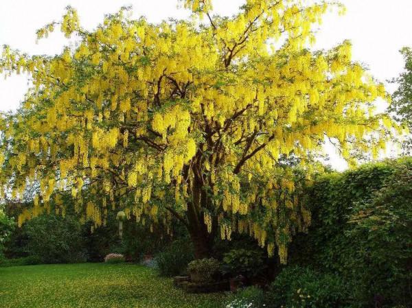 實用分享丨30款大型開花樹種介紹,白似雪、黃似陽、紅似霞,美翻 實用分享丨30款大型開花樹種介紹,白似雪、黃似陽、紅似霞,美翻