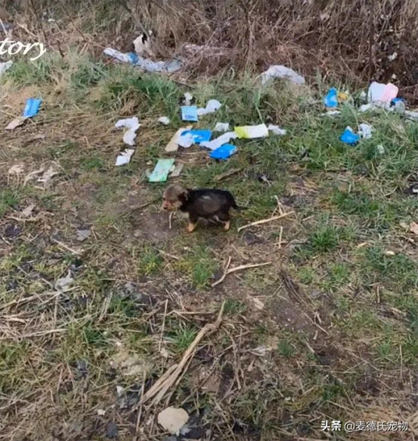 小狗狗撿到一隻舊鞋子，開心的把它當成&OpenCurlyDoubleQuote;家&rdquo;住&period;&period;&period;