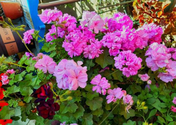 “不易死”的5種花，吉祥又大氣，少管“控水”才能開成大花球