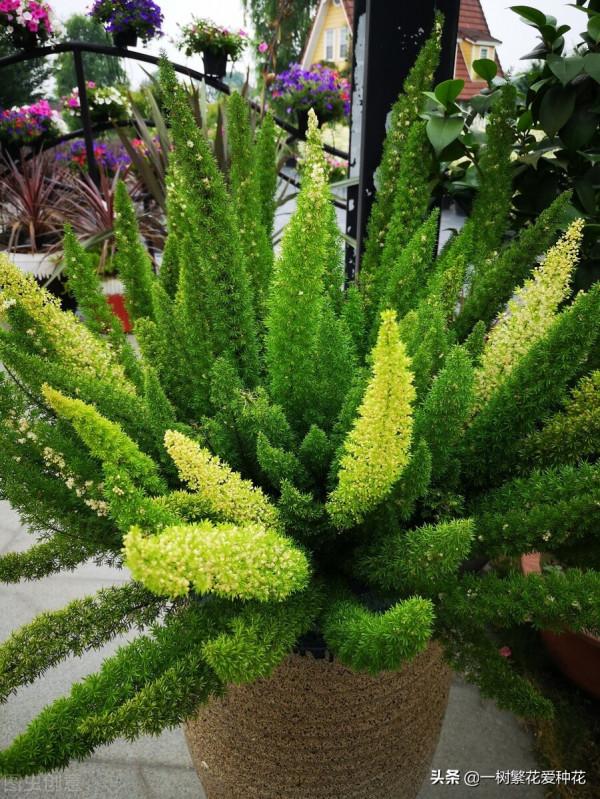 25種觀賞草,觀葉、賞花、好養、皮實,是花園最不可缺少的美景 25種觀賞草,觀葉、賞花、好養、皮實,是花園最不可缺少的美景