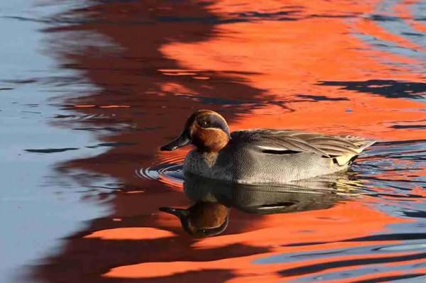 夕陽暉耀綠翅鴨 夕陽暉耀綠翅鴨