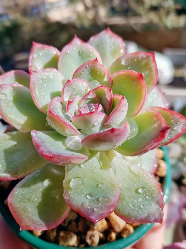 為什麼我們那麼喜歡多肉 為什麼我們那麼喜歡多肉