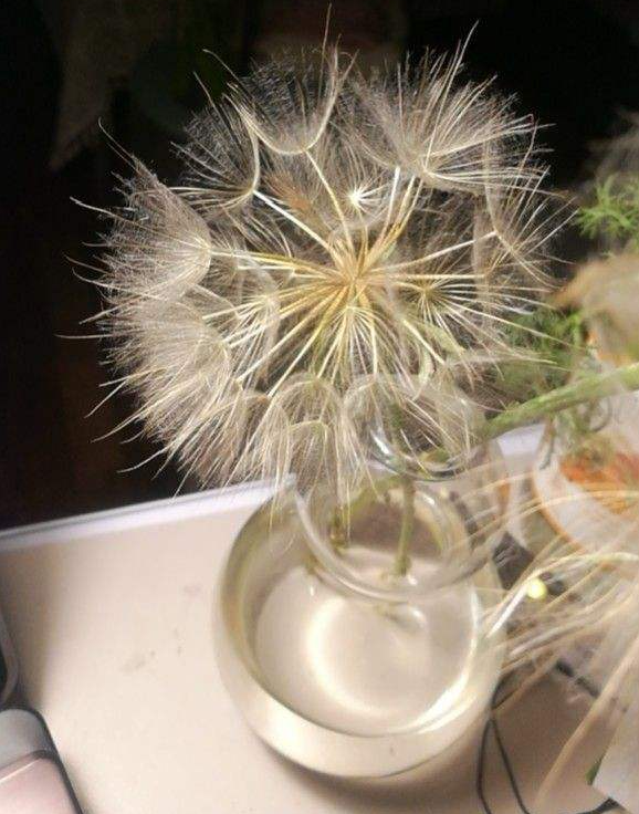 路邊的蒲公英，比拳頭還大，太可愛了