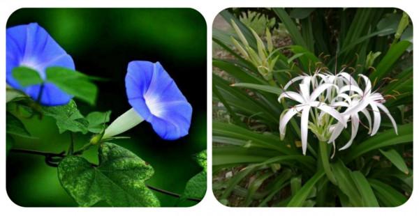 100種有毒的花和果，生活中很常見，出門要小心，避免受傷害