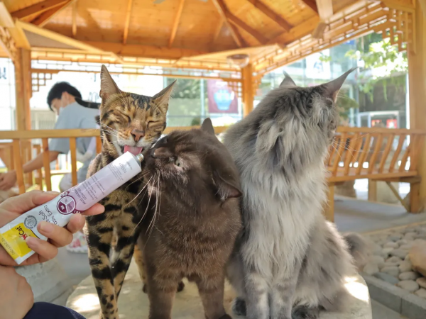 第二彈！終於攢夠了一波“可愛”照片