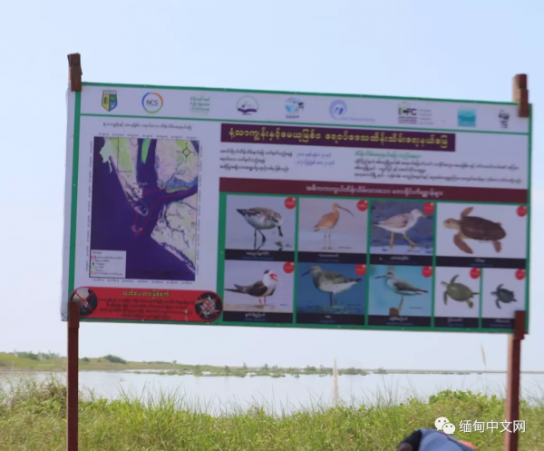 全球不足500只的“寶貝”,最近就在緬甸 全球不足500只的“寶貝”,最近就在緬甸