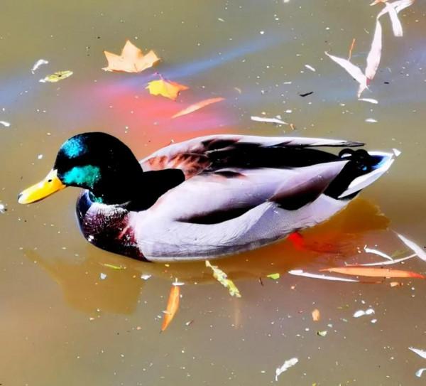 「小詩」蓮花池鴨 作者｜寒星（北京）