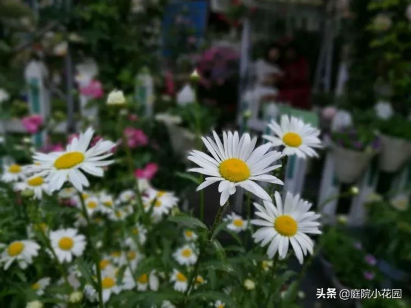 這樣的小院就是我夢想中的花園