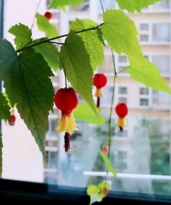 1種花俗稱“搖錢樹”,滿盆長滿小元寶,大吉大利,好看吉祥 1種花俗稱“搖錢樹”,滿盆長滿小元寶,大吉大利,好看吉祥