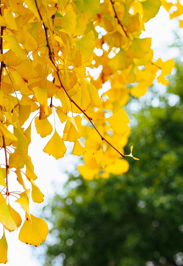 原創詩詞-李樹林 | 秋色繽紛敢勝春，老夫聊發少年狂（詠秋十題）