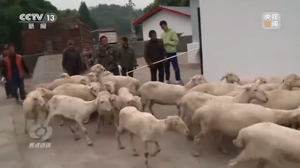 焦點訪談丨農業：走上高質量發展之路