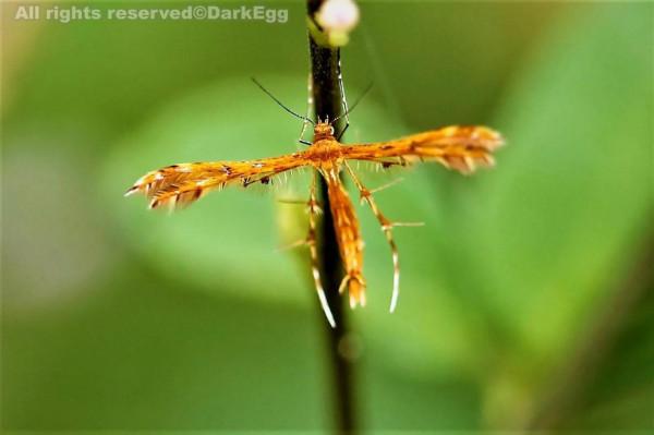 神奇的荒野（紀錄片）
