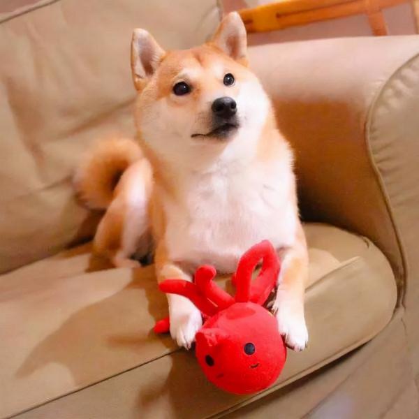 瞭解完柴犬的優缺點，你還有飼養的衝動嗎？