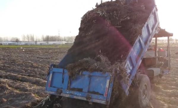 牛糞如何使用效果好?注意2點,價格便宜,不燒苗 牛糞如何使用效果好?注意2點,價格便宜,不燒苗