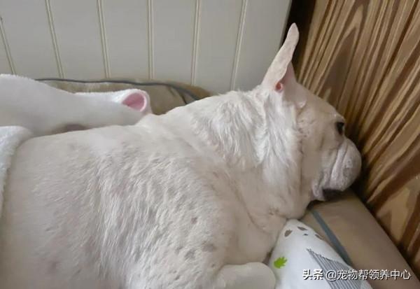 主人打疫苗，法鬥卻戲精上身變疲倦，主人：副作用全在你身上？