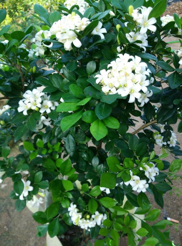 100種有毒的花和果，生活中很常見，出門要小心，避免受傷害