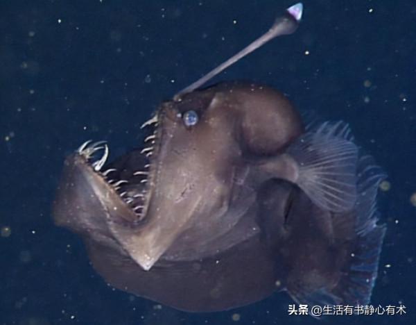 漲知識，八種可怕的海洋生物