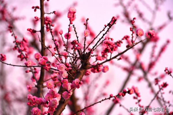 元旦將至，看看有哪些在元旦時開放的花吧