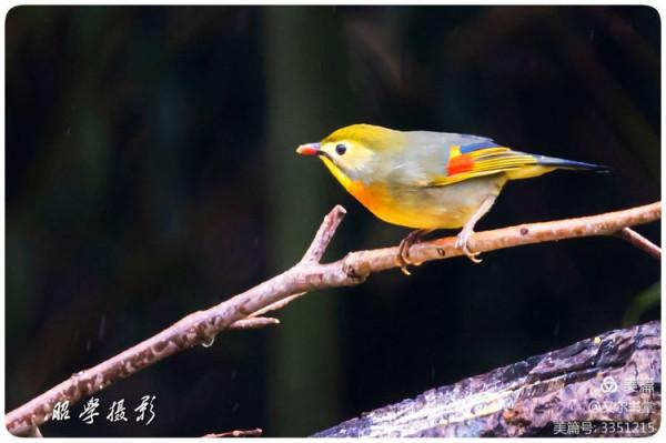 又爾書堂：紅嘴相思鳥一一忠貞愛情的楷模