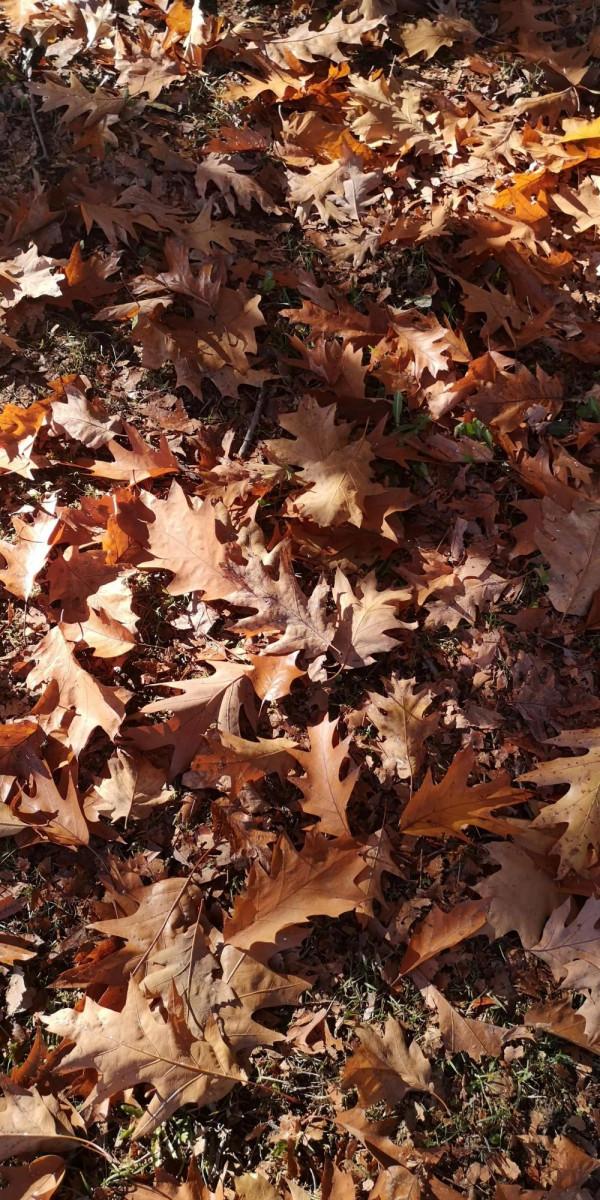 帶你遊溫哥華的小眾景點