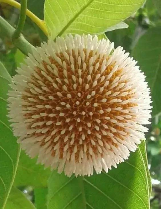 22種奇異的花欣賞之二