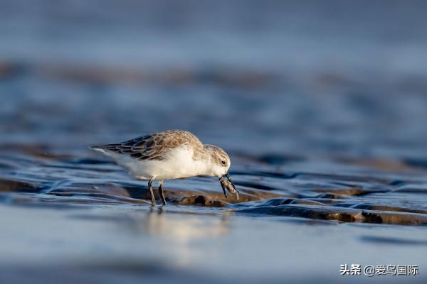 自帶“飯勺”的極危物種 勺嘴鷸