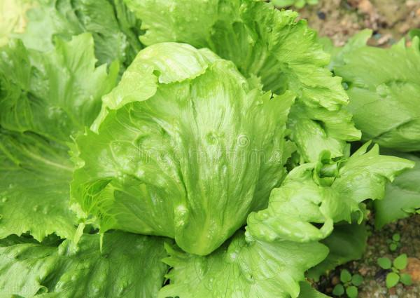 怎麼種生菜 怎麼種生菜