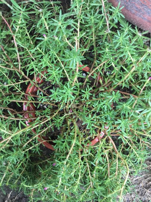 農村常見的花，城裡很少見到，認識的人越來越少