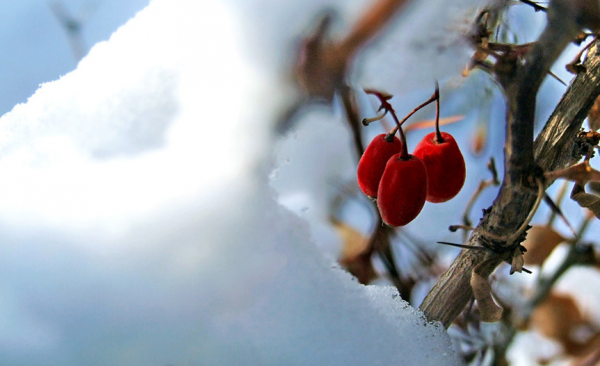 「詩詞鑑賞」遇見初冬,十首初冬的詩詞,遇見初冬別樣的美 「詩詞鑑賞」遇見初冬,十首初冬的詩詞,遇見初冬別樣的美