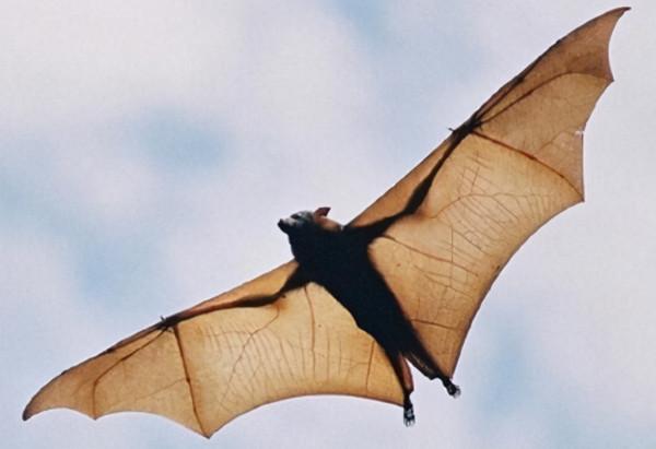 科學家早就給出答案:人類消滅蝙蝠會造成怎樣的毀滅性後果? 科學家早就給出答案:人類消滅蝙蝠會造成怎樣的毀滅性後果?