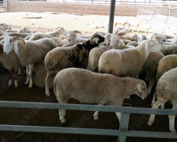 我是養殖戶,我為什麼要使用顆粒料? 我是養殖戶,我為什麼要使用顆粒料?