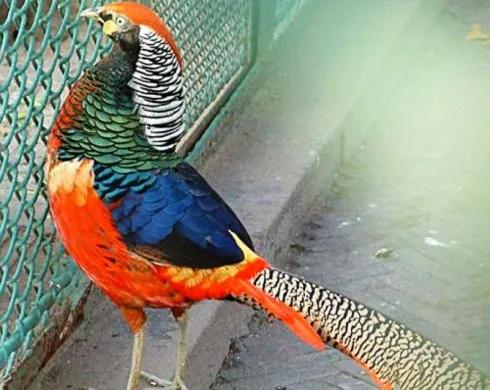 分享圖片：比鳳凰還美麗的鳥三十多款