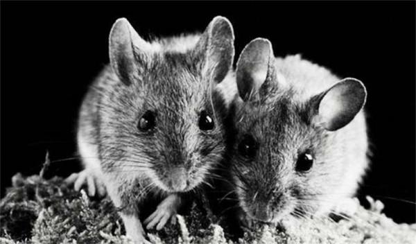 1967年廣州機場，一英國老外帶2只老鼠出境，差點盜走原子彈機密